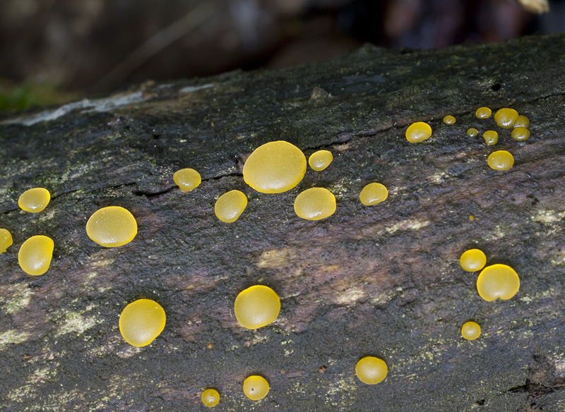 Dacrymyces minor